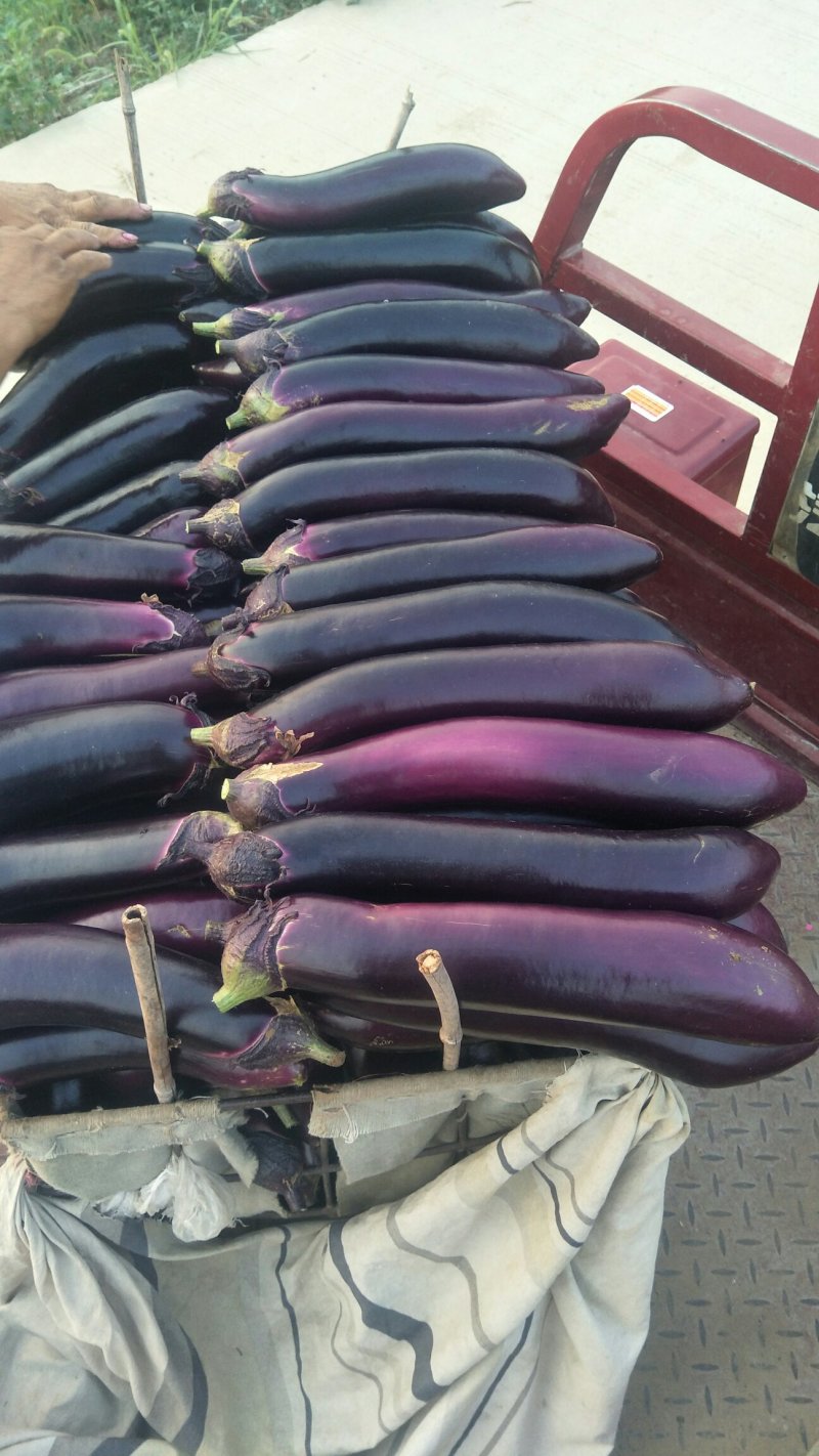 岱岳区茄子🍆，大量上市了，量大，