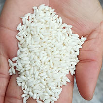 越南冬春季糯米大小颗粒