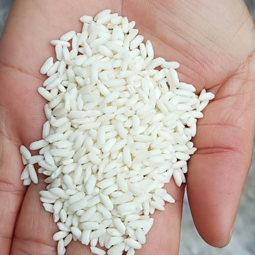 越南冬春季糯米大小颗粒