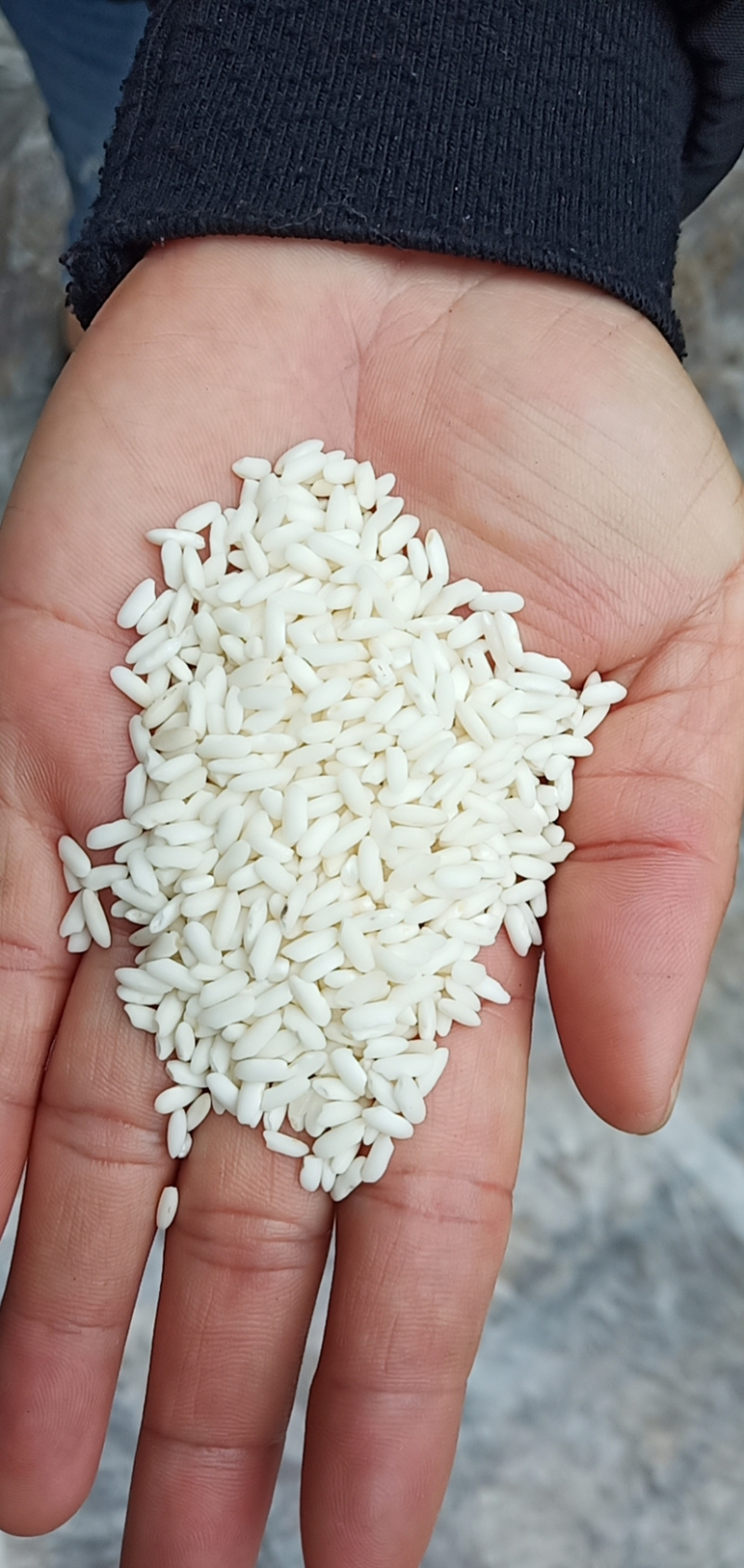 越南冬春季糯米大小颗粒