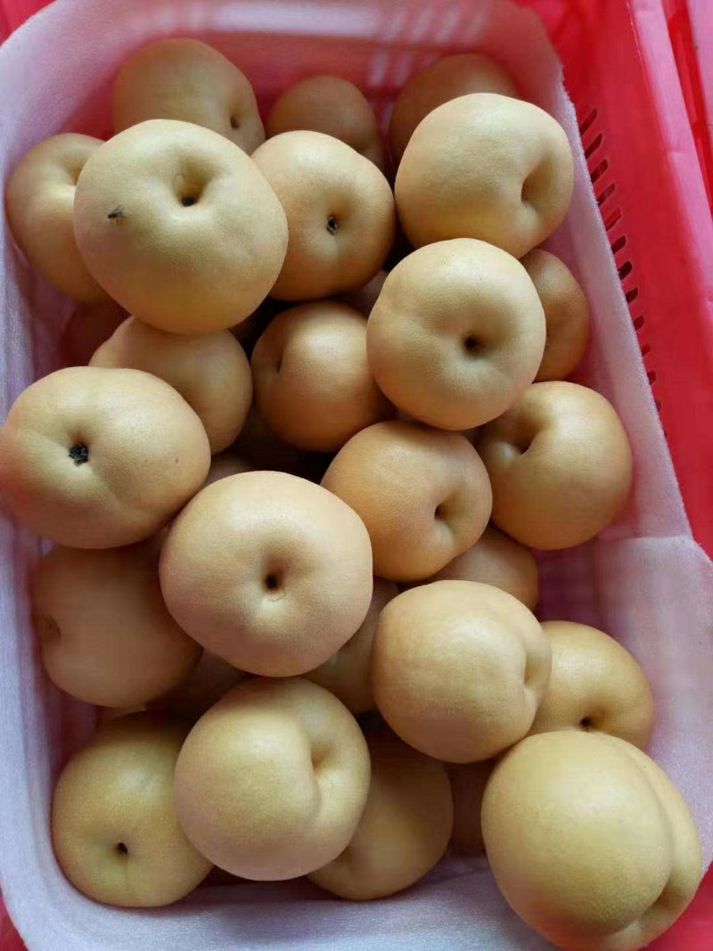 月秋梨大量上市，万亩梨园，包装齐全，供出口，精品批发，