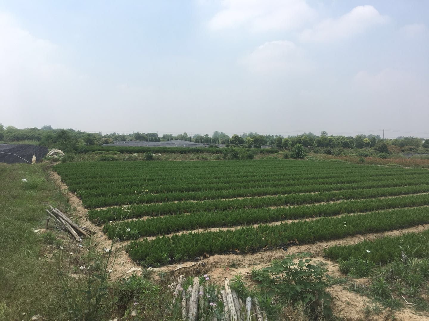 小龙柏种植基地实景