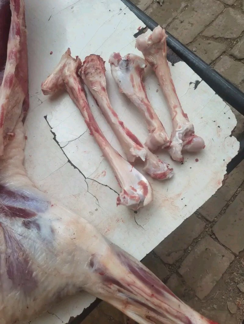 新鲜羊棒骨羊棒骨羊棒骨羊棒骨！！！！！！