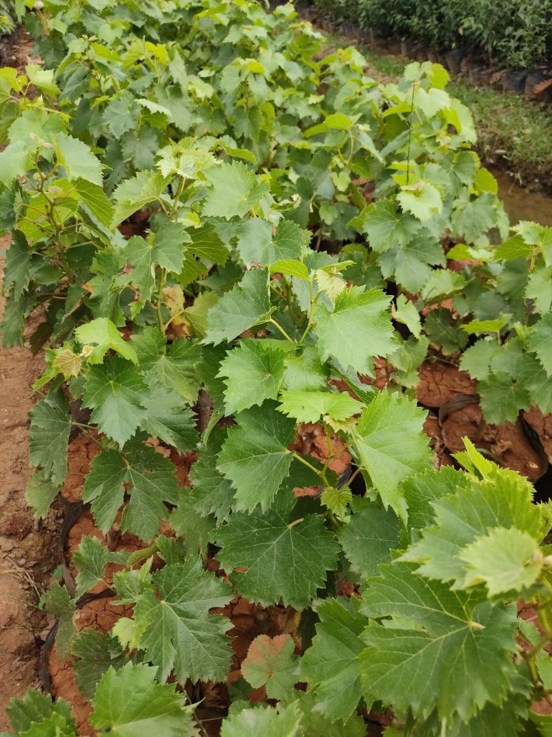 葡萄苗红玫瑰葡萄苗红提葡萄苗夏黑基地直供