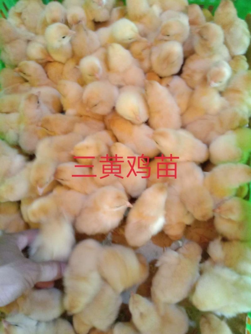 【优质青脚麻出壳苗】厂家直销，包疫苗，路损包赔。量大从优