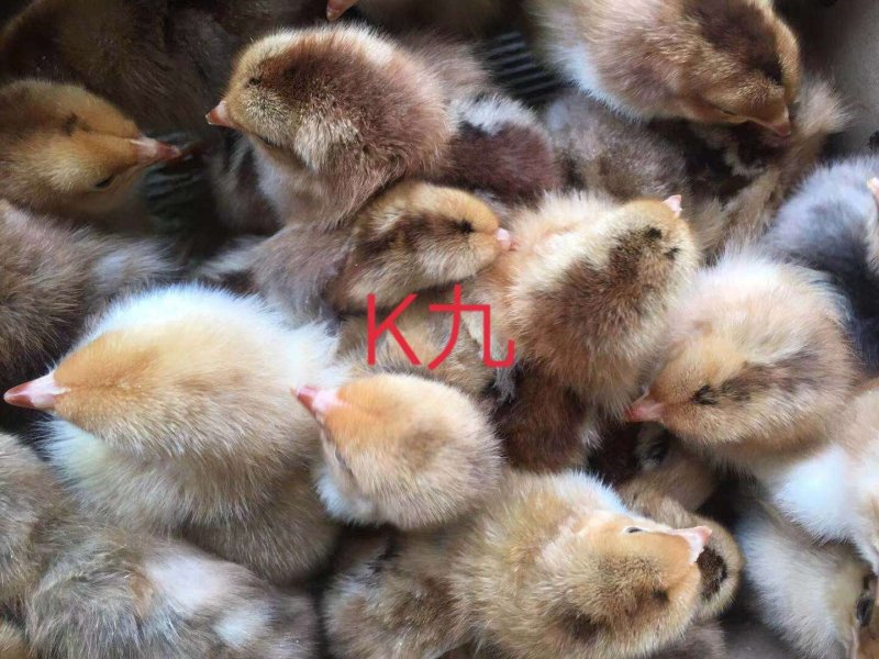 【优质青脚麻出壳苗】厂家直销，包疫苗，路损包赔。量大从优