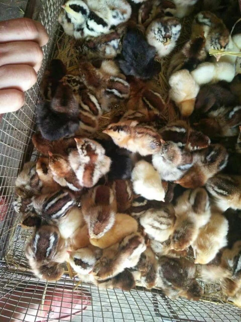 【优质青脚麻出壳苗】厂家直销，包疫苗，路损包赔。量大从优