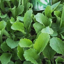 绍菜苗，本苗厂常年供应各种蔬菜种苗，量大距离近价格更优惠