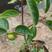 柿子苗:日本甜脆柿子苗袋苗地苗品种多基地直供