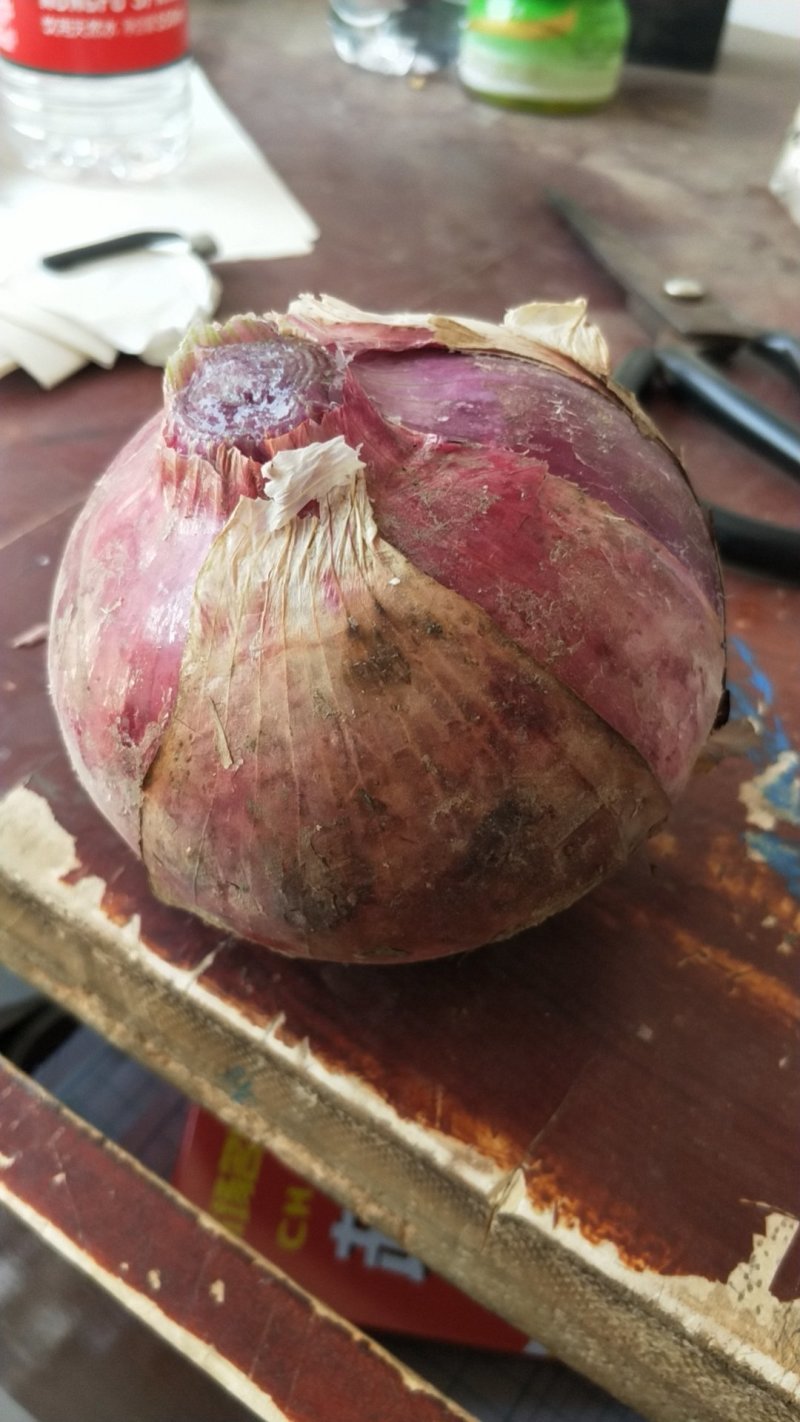 🔥【好货】红皮洋葱新鲜上市产地直发诚信经营