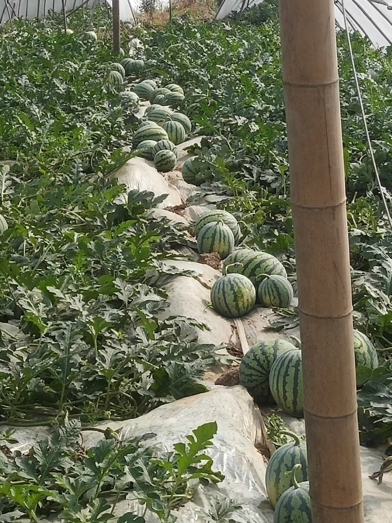 四川西瓜