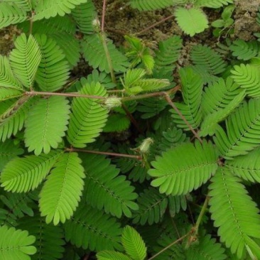 含羞草花种子害羞草种子盆栽植物阳台室内花籽发芽率高