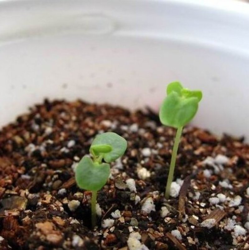 含羞草花种子害羞草种子盆栽植物阳台室内花籽发芽率高
