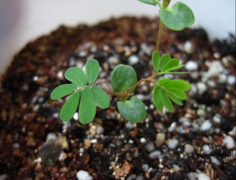 含羞草花种子害羞草种子盆栽植物阳台室内花籽发芽率高