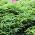 含羞草花种子害羞草种子盆栽植物阳台室内花籽发芽率高