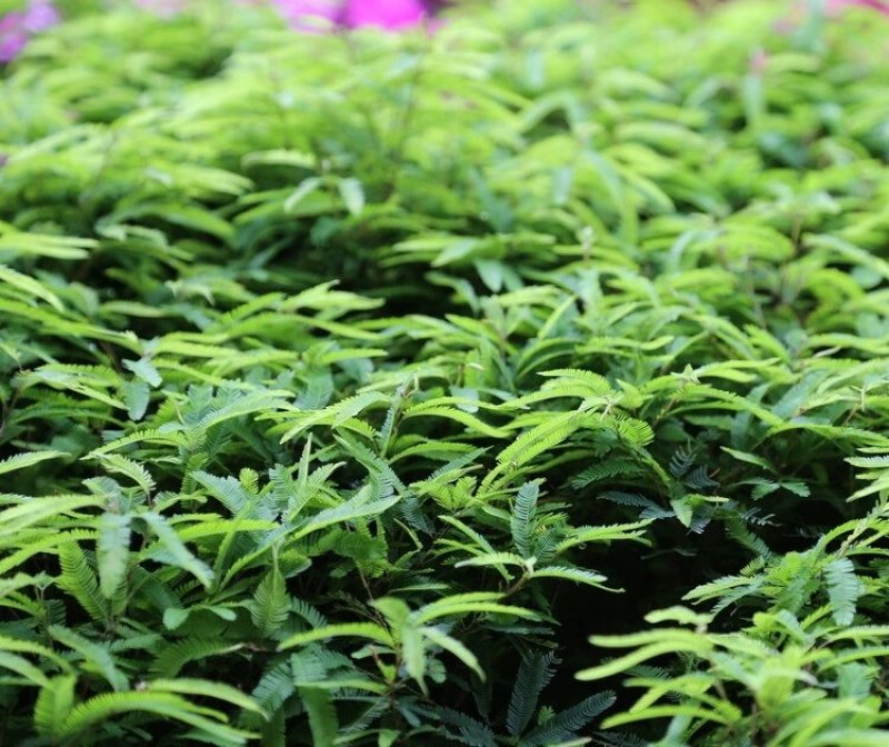 含羞草花种子害羞草种子盆栽植物阳台室内花籽发芽率高
