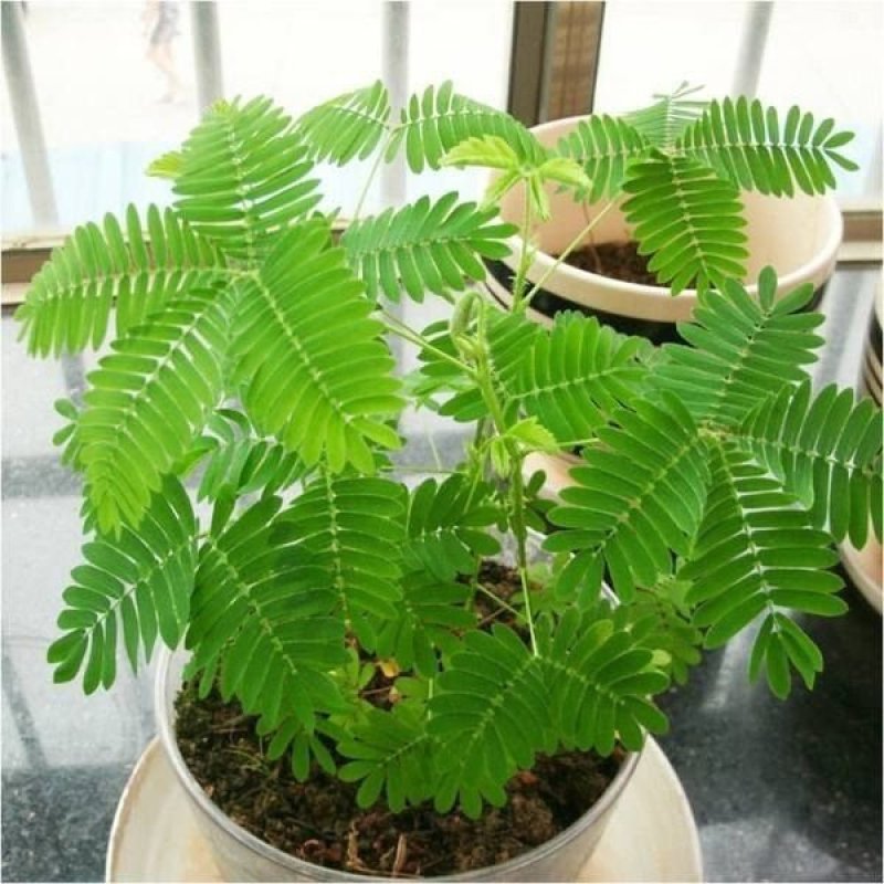 含羞草花种子害羞草种子盆栽植物阳台室内花籽发芽率高