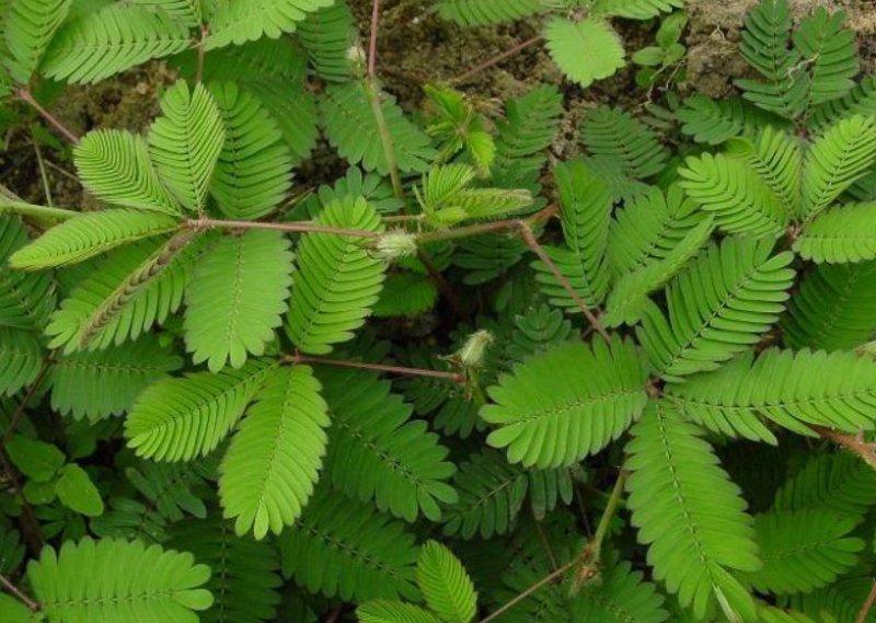 含羞草花种子害羞草种子盆栽植物阳台室内花籽发芽率高