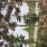 红叶椿