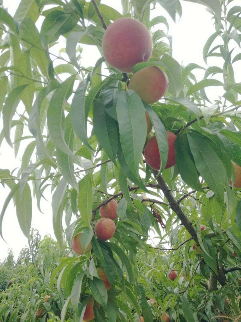 北京二号毛桃上市了，离核桃，口感脆甜，硬度大，产地直销