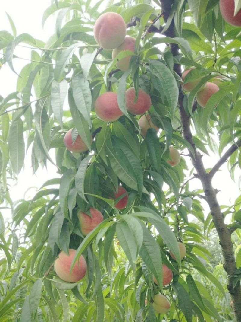 北京二号毛桃上市了，离核桃，口感脆甜，硬度大，产地直销