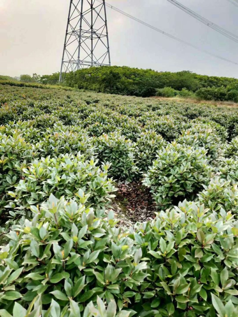 红叶石楠球【热卖】80公分—1米红叶石楠球基地大量供应
