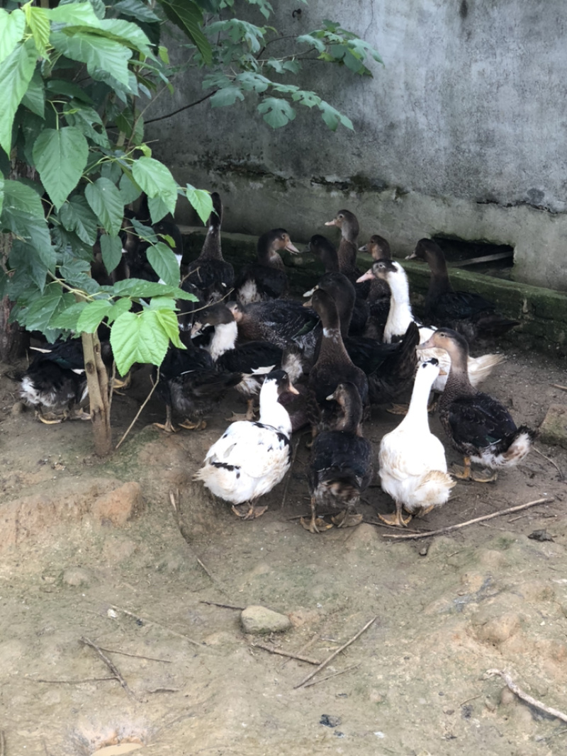 90天黑半番，有需要联系