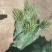 麦冬草