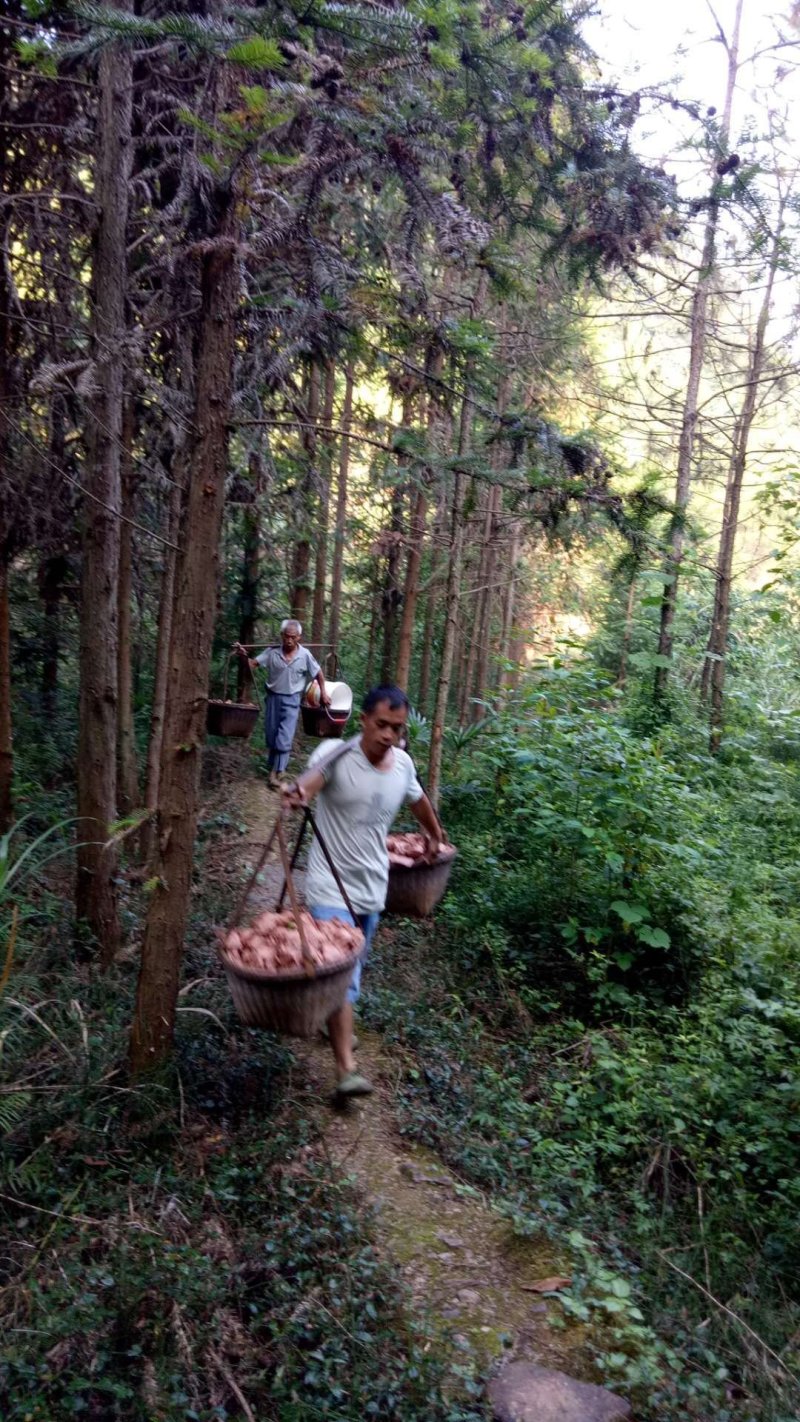 精品广西红心猕猴桃自家果园种植一手货源现摘现发口感甜美