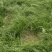 安徽亳州知母苗批发优等苗优质药材苗基地直供成活率大量供应