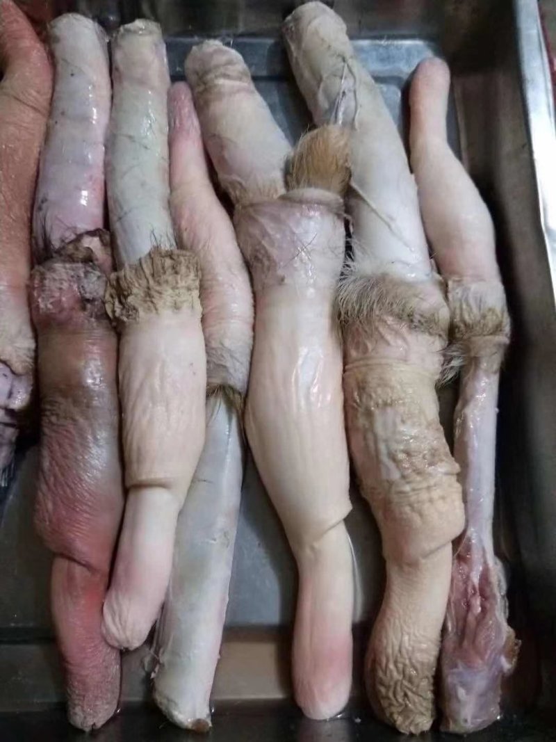 鹿场直供成年干鲜鹿鞭整只鹿鞭保真男用泡酒更强
