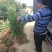 扶芳藤小叶扶芳藤爬行卫矛大叶扶芳