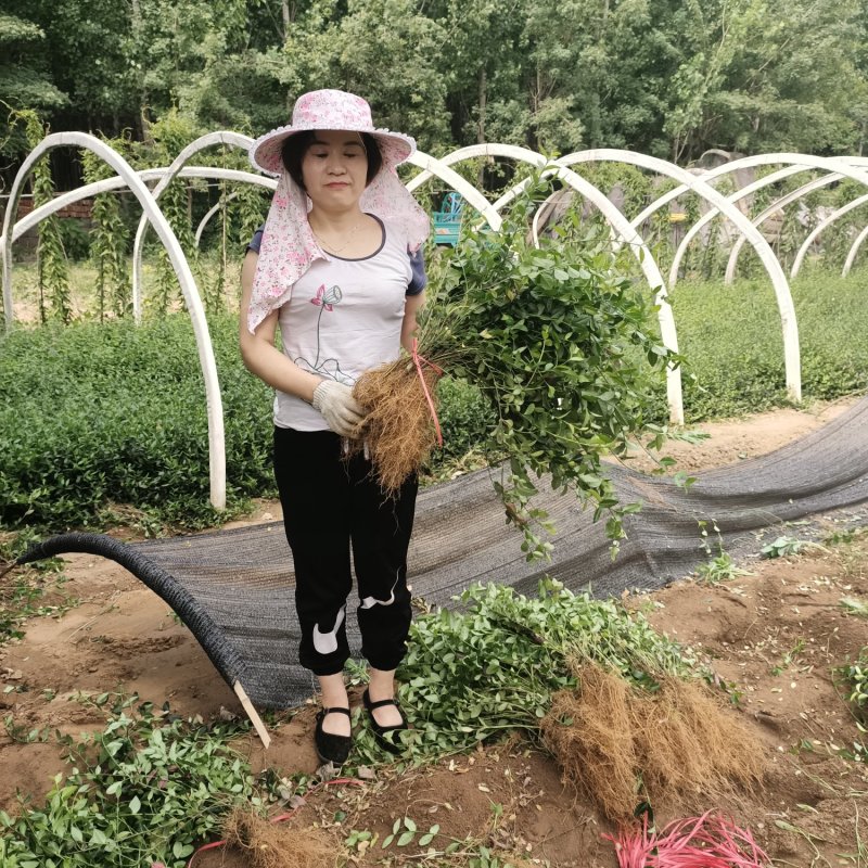 扶芳藤小叶扶芳藤爬行卫矛大叶扶芳