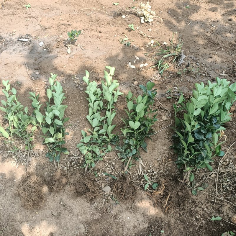 扶芳藤小叶扶芳藤爬行卫矛大叶扶芳