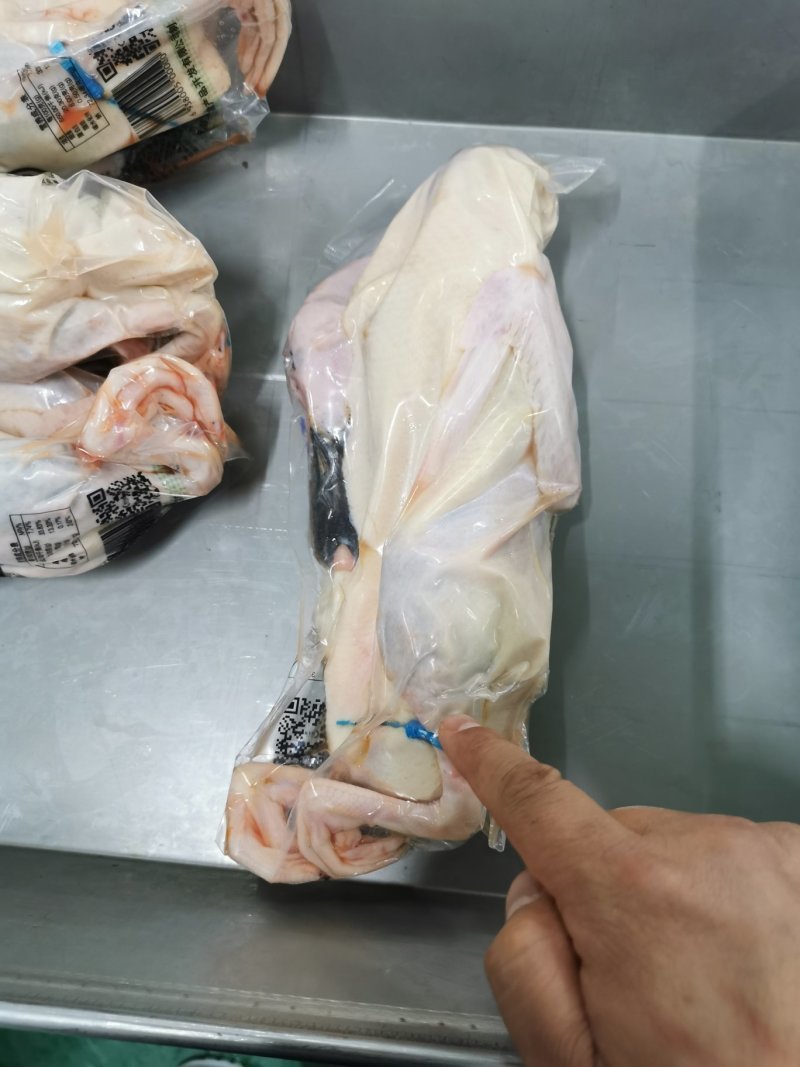 白条绿头鸭