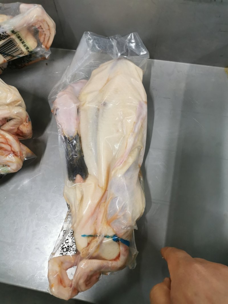 白条绿头鸭