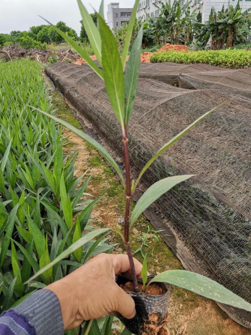 萃芦莉，粉花，紫花，5斤一7斤杯苗