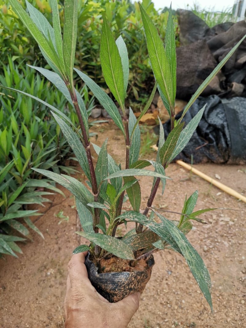 萃芦莉，粉花，紫花，5斤一7斤杯苗