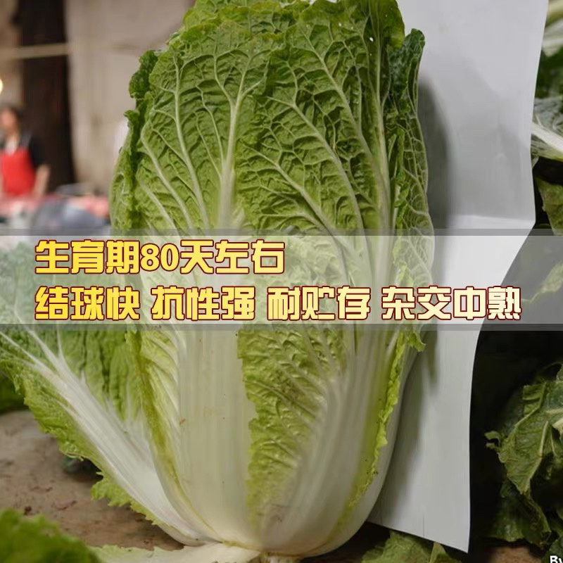大白菜种子棵棵十八斤大白菜四季播种田园播种