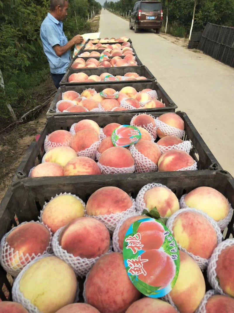 毛桃，郑三毛桃，美脆毛桃，620毛桃品质**，欢迎连系