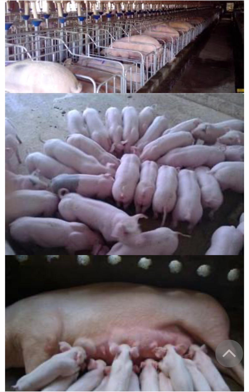 猪用复合预混料饲料大量供应产地货源可视频看货