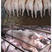 猪用复合预混料饲料大量供应产地货源可视频看货