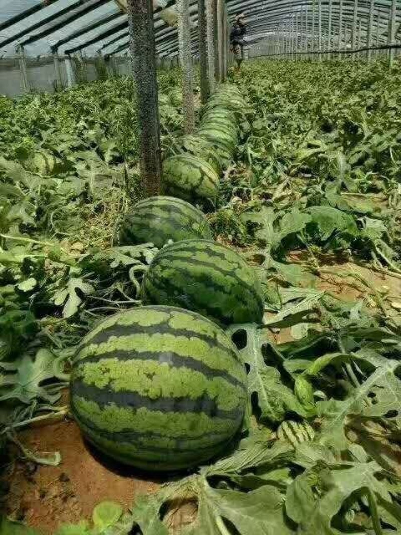 甜王西瓜纯沙地口感好质量保证