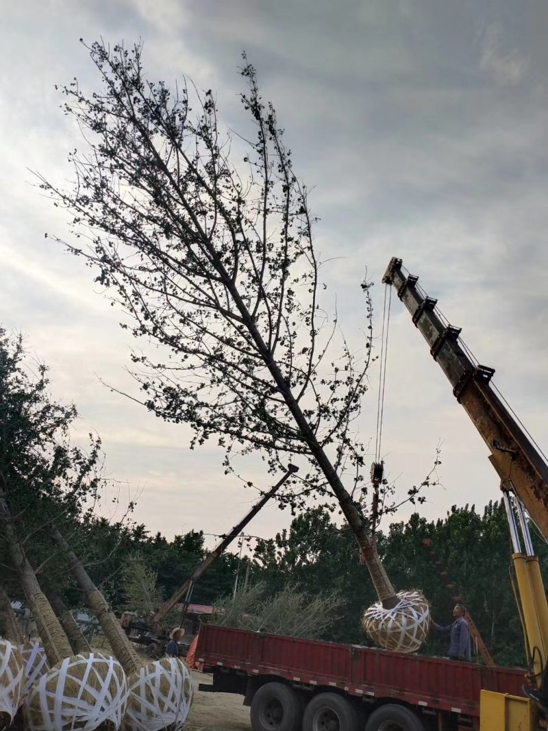 银杏树，25公分银杏树，占地银杏，价格低质量保证