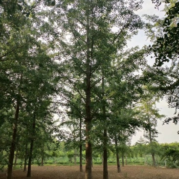 银杏树，25公分银杏树，占地银杏，价格低质量保证