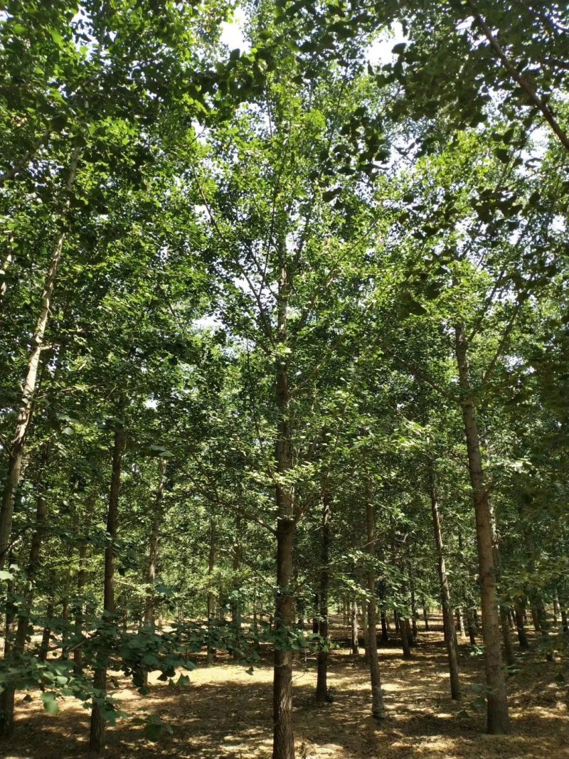 银杏树，25公分银杏树，占地银杏，价格低质量保证