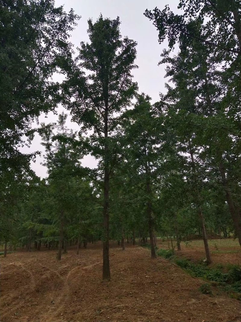 银杏树，25公分银杏树，占地银杏，价格低质量保证