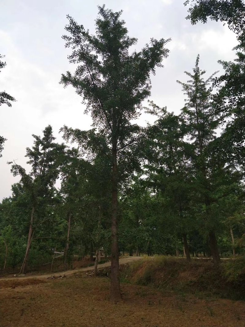 银杏树，25公分银杏树，占地银杏，价格低质量保证
