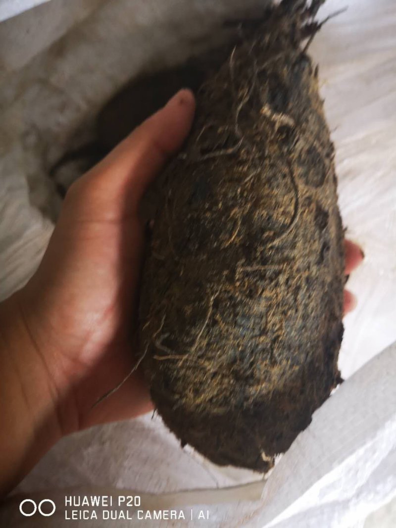 地老鼠条条都很漂亮直身