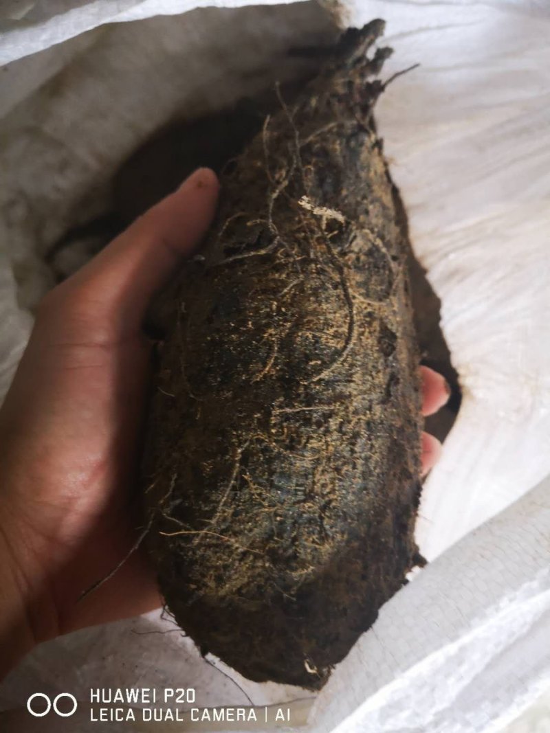 地老鼠条条都很漂亮直身